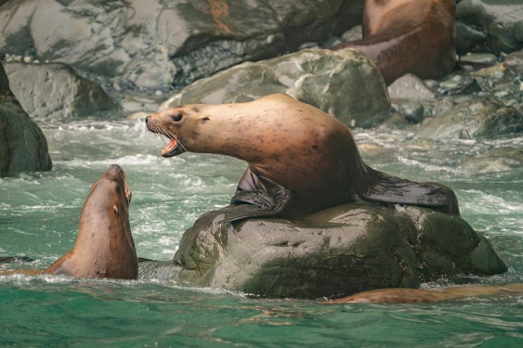 049 Valdez, Prince William Sound, zeeleeuwen.jpg